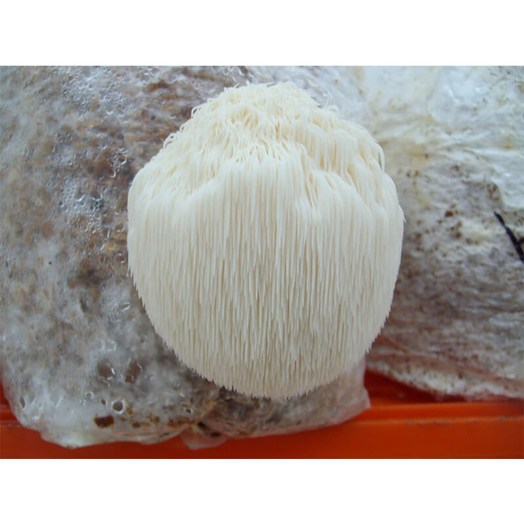 Hericium Erinaceus houbový prášek