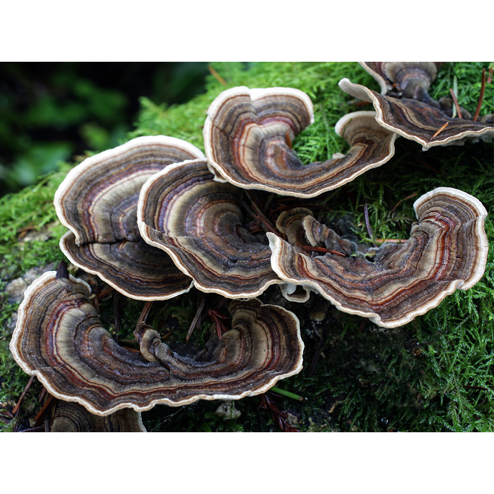 houbový prášek Trametes Versicolor
