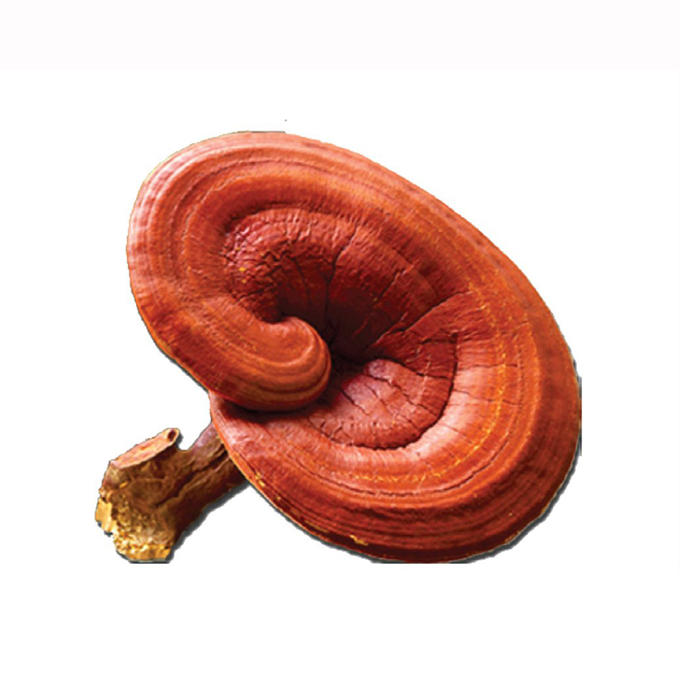 Extrakt z houby Ganoderma Lucidum