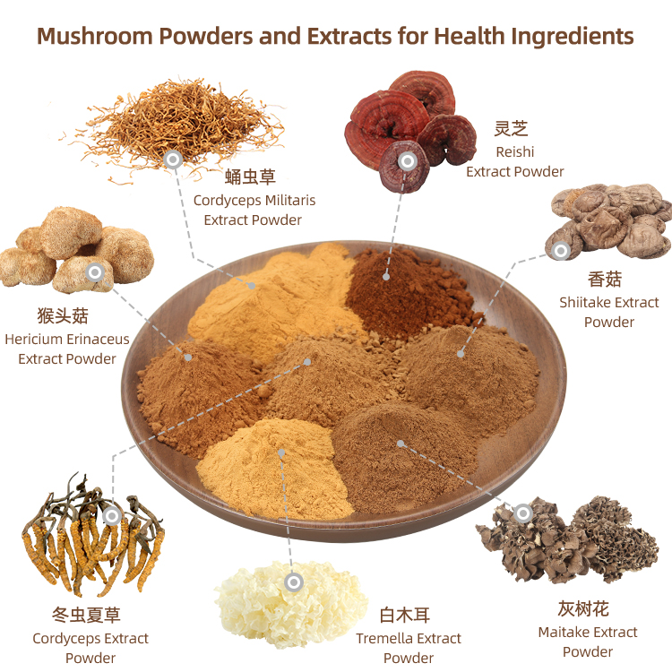 Směs houbového extraktu z houby Reishi Shiitake z houby Enoki